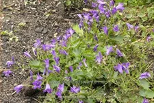 Campanula portenschlagiana 'Catharina'