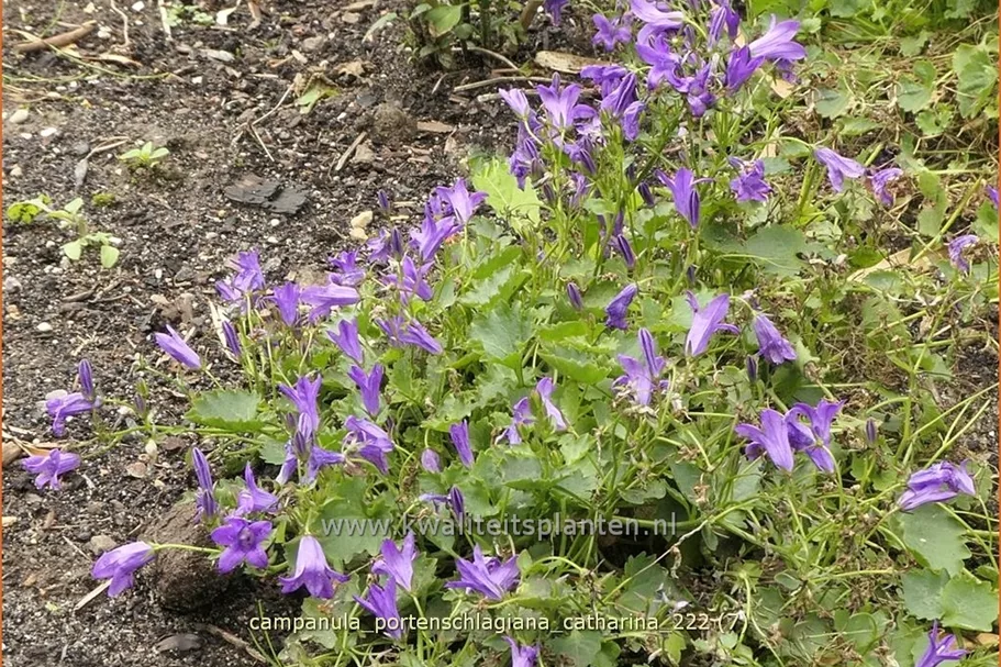 Campanula portenschlagiana 'Catharina'