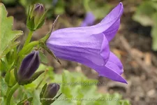 Campanula portenschlagiana 'Catharina'