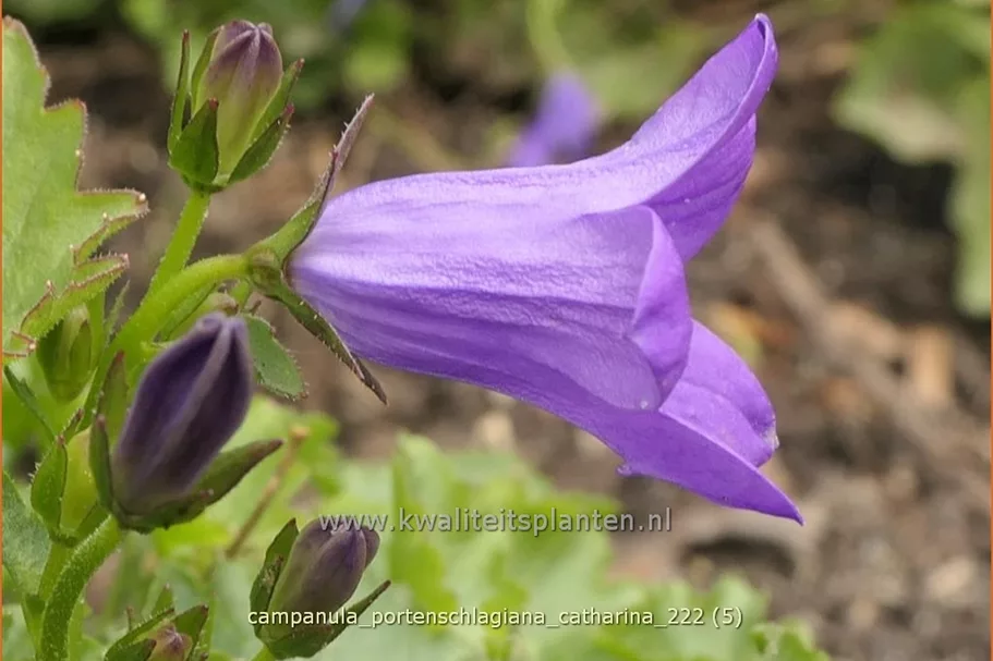 Campanula portenschlagiana 'Catharina'