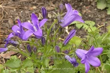 Campanula portenschlagiana 'Catharina'