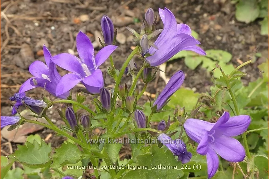 Campanula portenschlagiana 'Catharina'