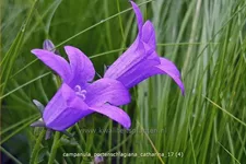 Campanula portenschlagiana 'Catharina'