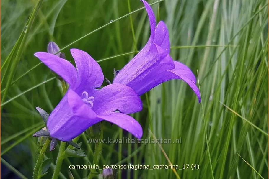 Campanula portenschlagiana 'Catharina'