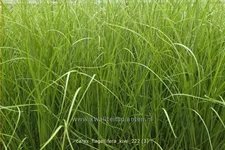 Carex flagellifera 'Kiwi'