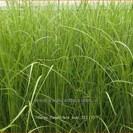 Carex flagellifera 'Kiwi'