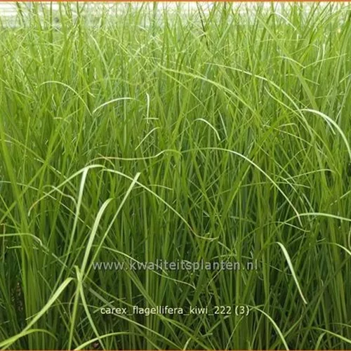 Carex flagellifera 'Kiwi'