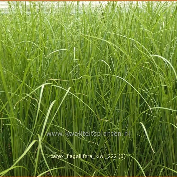 Carex flagellifera 'Kiwi'