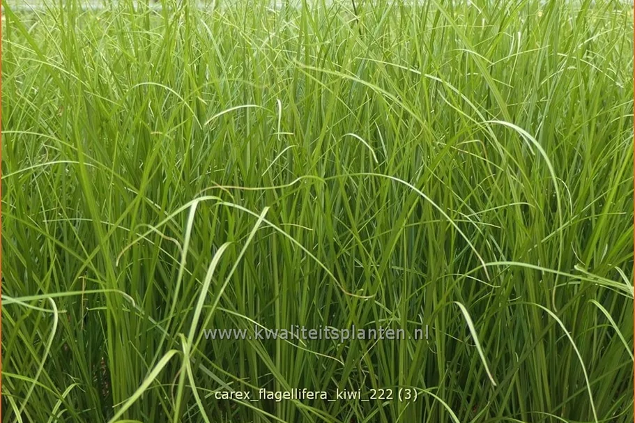 Carex flagellifera 'Kiwi'