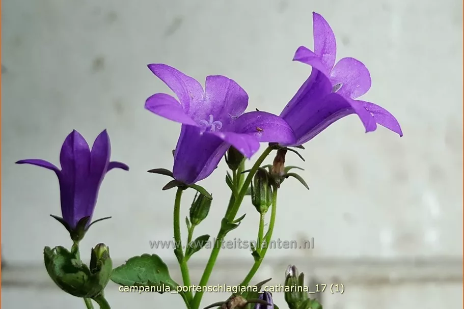Campanula portenschlagiana 'Catharina'