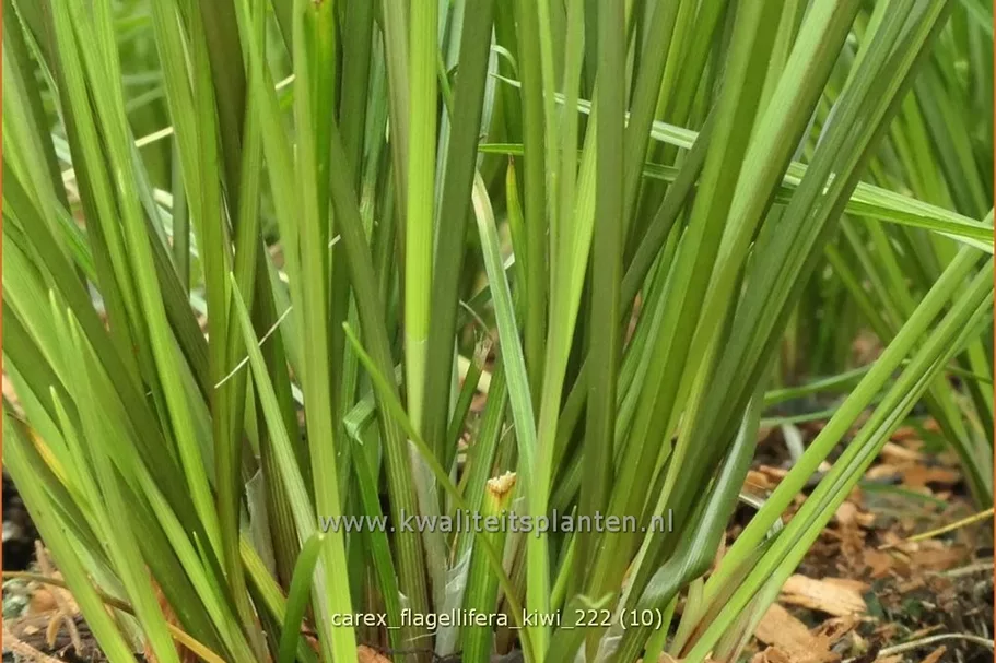 Carex flagellifera 'Kiwi'