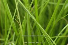 Carex flagellifera 'Kiwi'