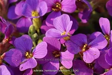Aubrieta x cultorum 'Hamburger Stadtpark'