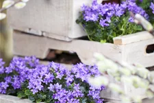 Campanula portenschlagiana 'Catharina'
