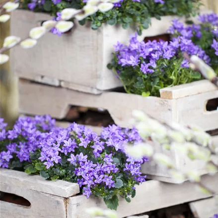 Campanula portenschlagiana 'Catharina'