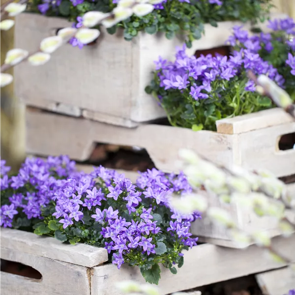 Campanula portenschlagiana 'Catharina'