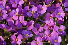 Aubrieta x cultorum 'Hamburger Stadtpark'