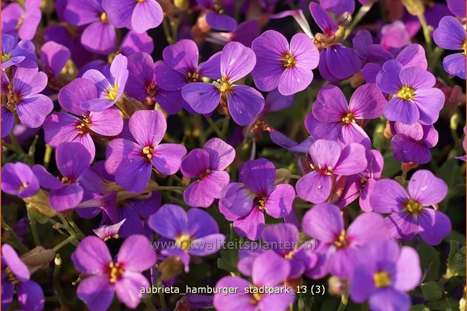 Aubrieta x cultorum 'Hamburger Stadtpark'