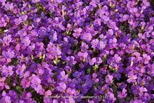 Aubrieta x cultorum 'Hamburger Stadtpark'