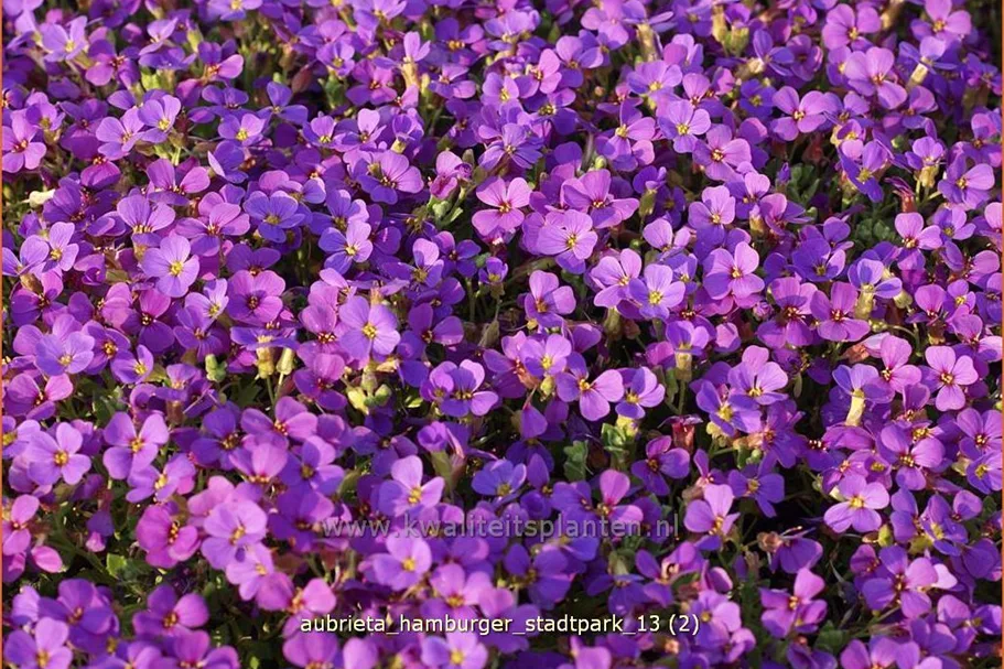 Aubrieta x cultorum 'Hamburger Stadtpark'