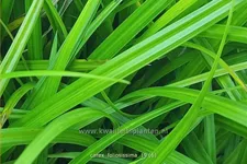 Carex morrowii ssp. foliosissima