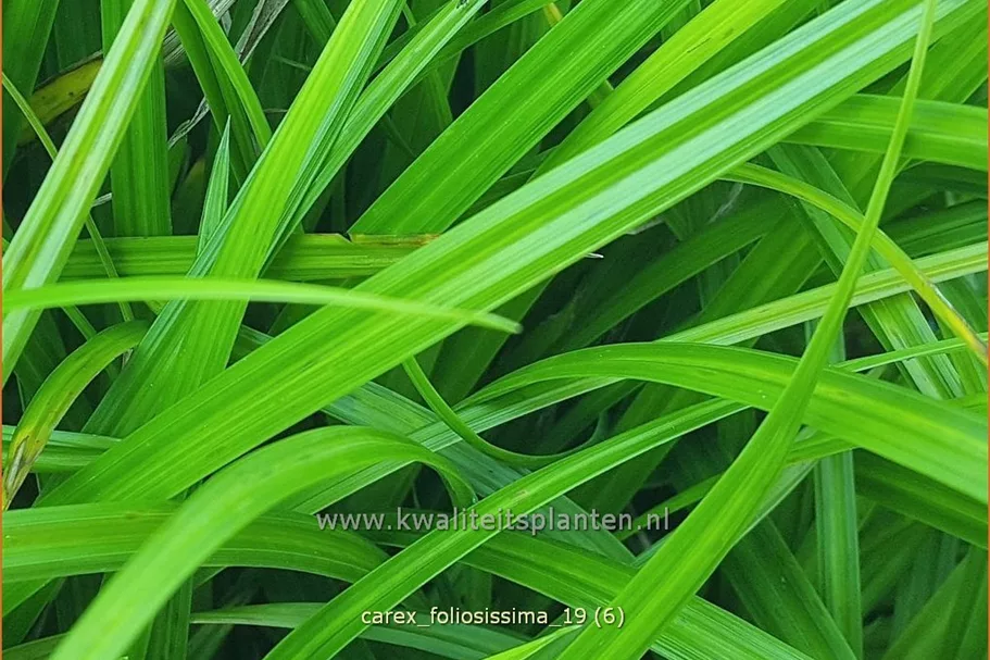 Carex morrowii ssp. foliosissima