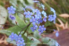 Brunnera macrophylla 'Alexander´s Great'
