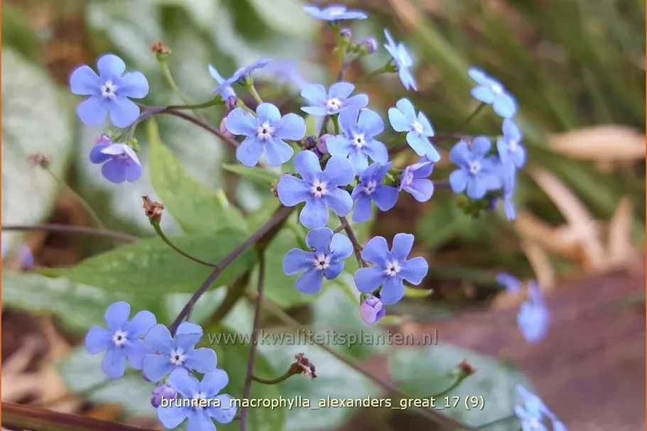 Brunnera macrophylla 'Alexander´s Great'