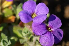 Aubrieta x cultorum 'Hamburger Stadtpark'