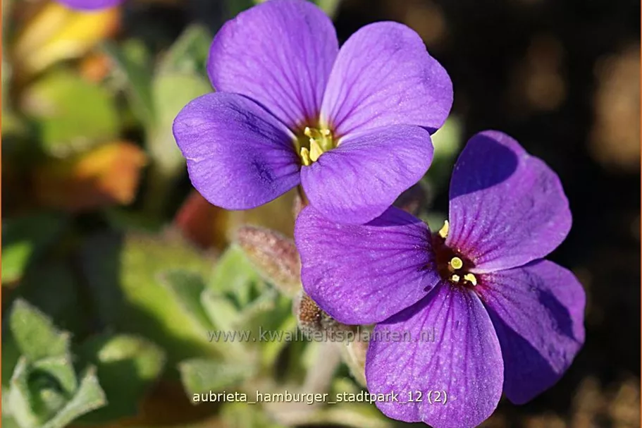 Aubrieta x cultorum 'Hamburger Stadtpark'