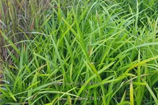 Carex morrowii ssp. foliosissima