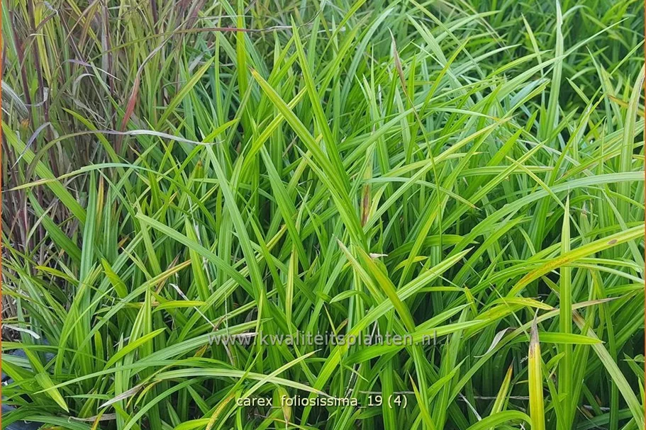 Carex morrowii ssp. foliosissima