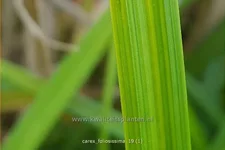 Carex morrowii ssp. foliosissima