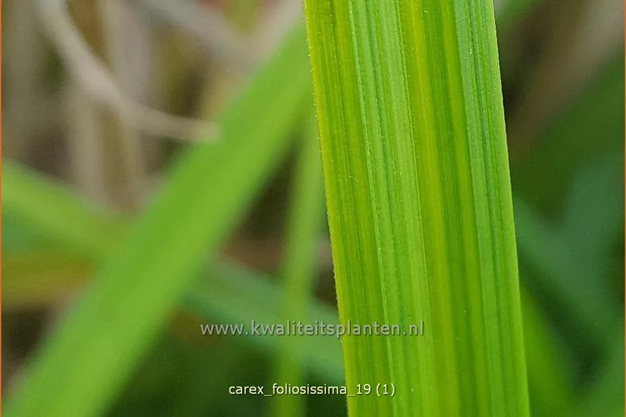 Carex morrowii ssp. foliosissima