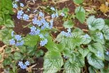 Brunnera macrophylla 'Alexander´s Great'