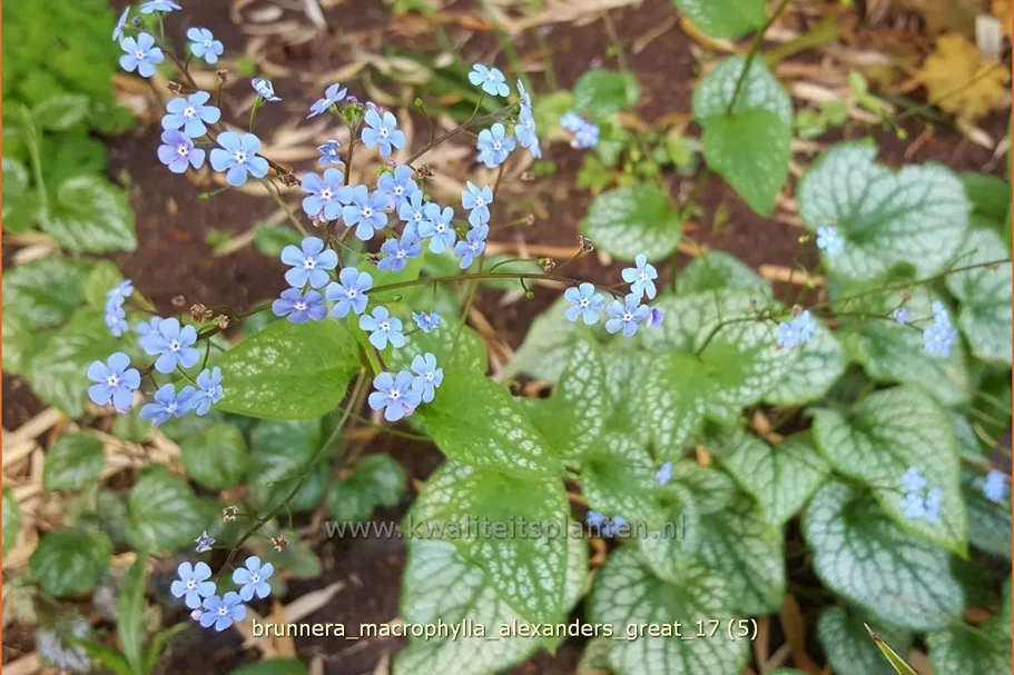 Brunnera macrophylla 'Alexander´s Great'