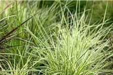 Carex morrowii ssp. foliosissima 'Irish Green'