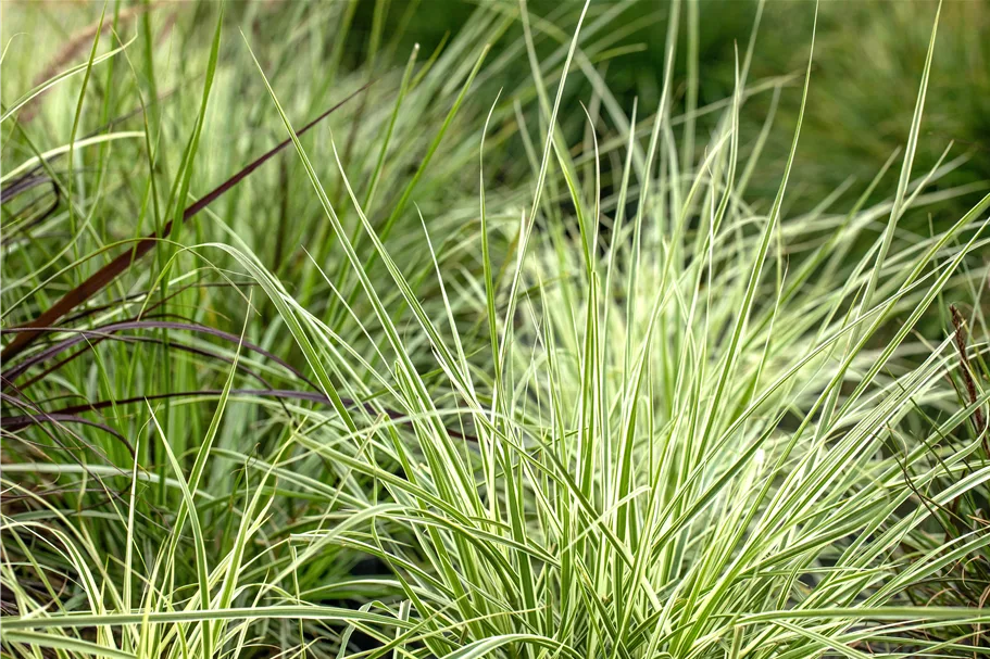 Carex morrowii ssp. foliosissima 'Irish Green'