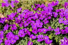 Aubrieta x cultorum 'Hamburger Stadtpark'