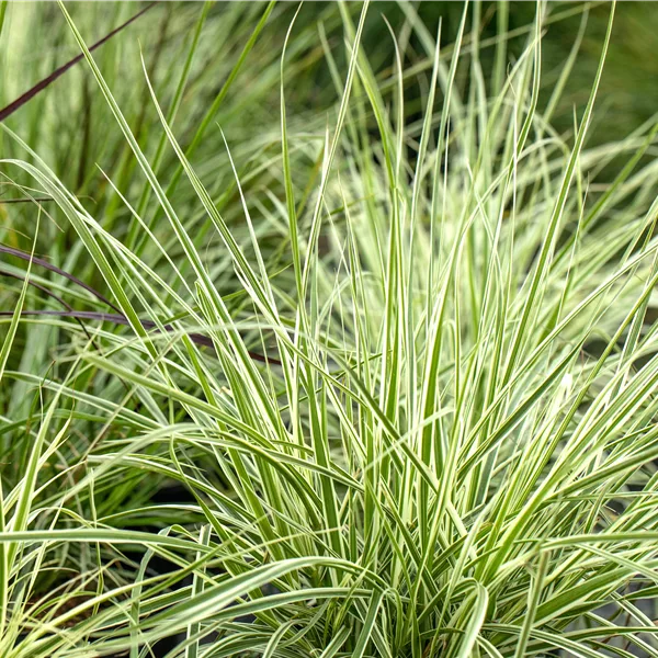 Carex morrowii ssp. foliosissima