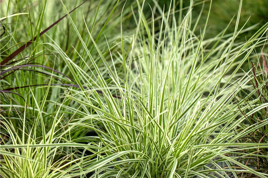 Carex morrowii ssp. foliosissima 'Irish Green'