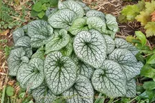 Brunnera macrophylla 'Alexander´s Great'