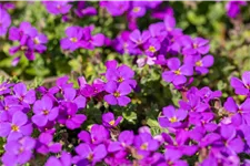 Aubrieta x cultorum 'Hamburger Stadtpark'