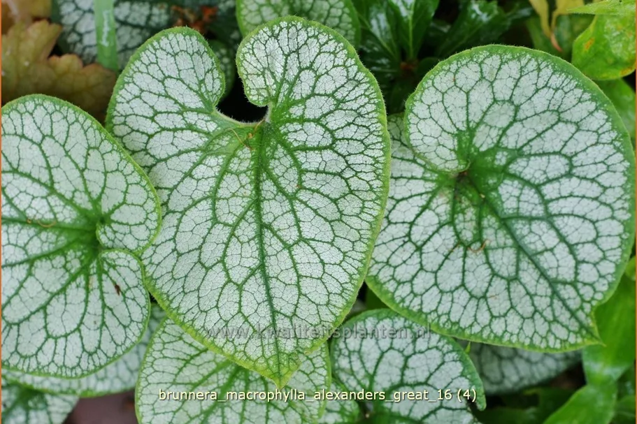 Brunnera macrophylla 'Alexander´s Great'