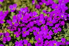 Aubrieta x cultorum 'Hamburger Stadtpark'