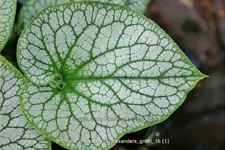 Brunnera macrophylla 'Alexander´s Great'