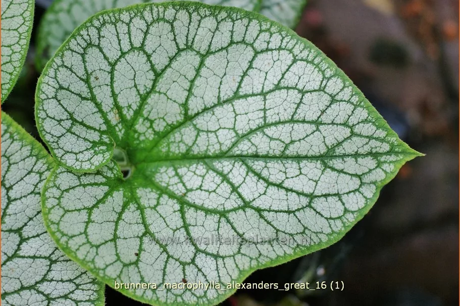 Brunnera macrophylla 'Alexander´s Great'