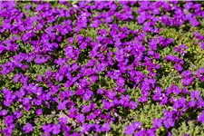 Aubrieta x cultorum 'Hamburger Stadtpark'