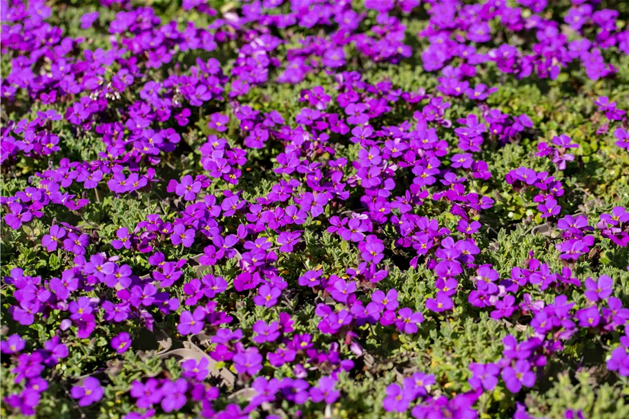 Aubrieta x cultorum 'Hamburger Stadtpark'