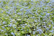 Brunnera macrophylla 'Alexander´s Great'
